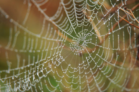 Photo of spider web with morning dew, shallow depth  of field