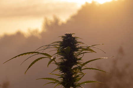 Cannabis plant at flowering stage growing outdoorsの写真素材
