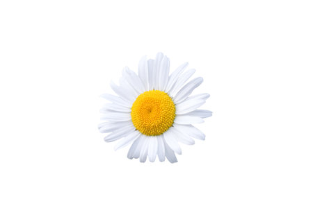 Beautiful daisy blossom isolated on white backgroundの写真素材