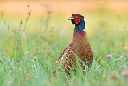 Wild male pheasant (Phasianus Colchicus) standing in grassの写真素材