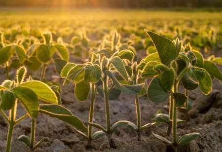 Young soy plants, growing in field, backlit by early morning lightの写真素材