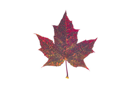 Beautiful red autumn leaf isolated on white background