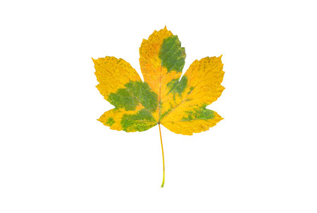 Beautiful yellow autumn leaf isolated on white background