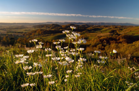 Close up of daisy flowers and a beautiful landscape in the background