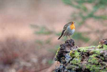 European robin (Erithacus rubecula) standing on a tree stumpの写真素材