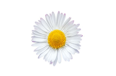 Common daisy blossom isolated on a white backgroundの写真素材