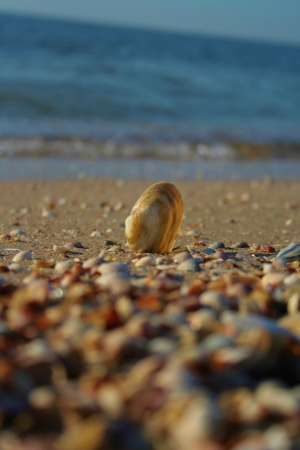 seashells on the beachの写真素材