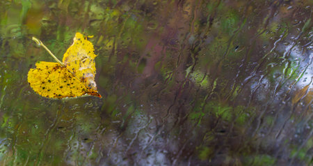 yellow autumn leaf on glass wet from rain