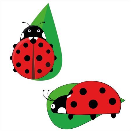 Insect ladybug on a green leaf.のイラスト素材