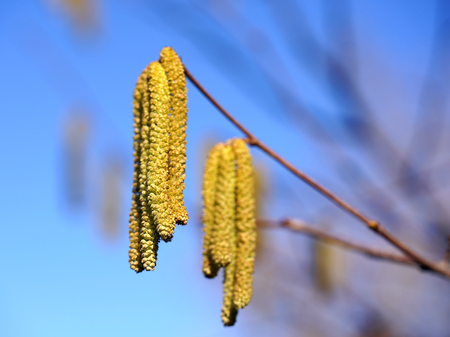 Male hazel catkins in front of clear blue skyの写真素材