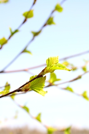 Early foliage  against the sky, close upの写真素材