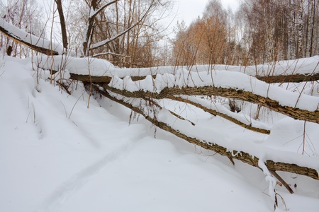 fallen tree in winter forestの写真素材