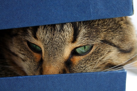 head cat in box close upの写真素材
