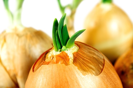 spring onion close upの写真素材
