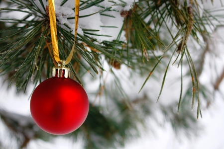 red ball on a branch in the forestの写真素材