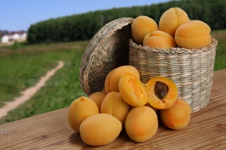 apricots in a basket and next to fields and forests の写真素材