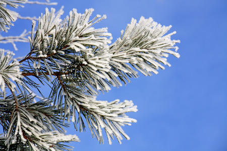pine branch covered with frost, against the blue skyの写真素材