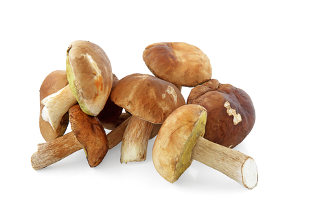 Mushrooms on white backgroundの写真素材