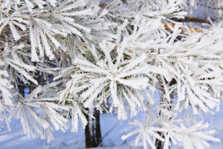 tree branches  with hoarfrostの写真素材