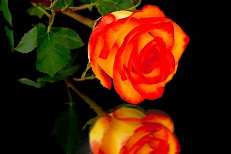 head roses with reflection on black  backgroundの写真素材