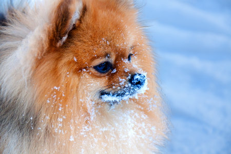 Spitz head with hoarfrost on the face on the background of snowの写真素材