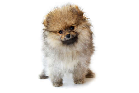1.5 months pomeranian spitz looks at the camera in white backgroundの写真素材