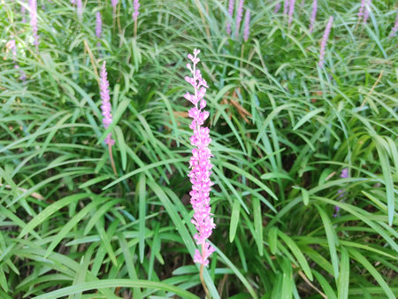Purple flower in the gardenの写真素材
