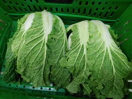 Fresh cabbage in a green shopping basket. Top view.の写真素材