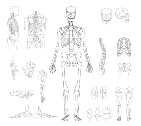   human skeleton のイラスト素材