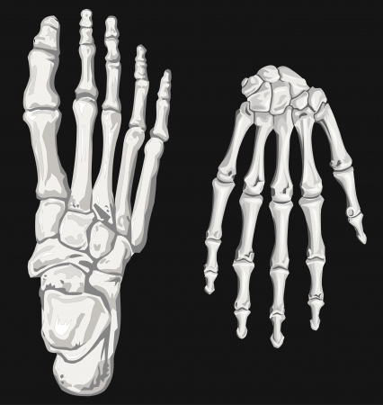 skeleton hand and footのイラスト素材