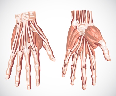 muscle system  handのイラスト素材