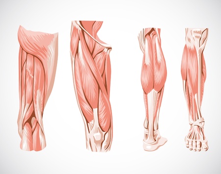 muscle system legのイラスト素材