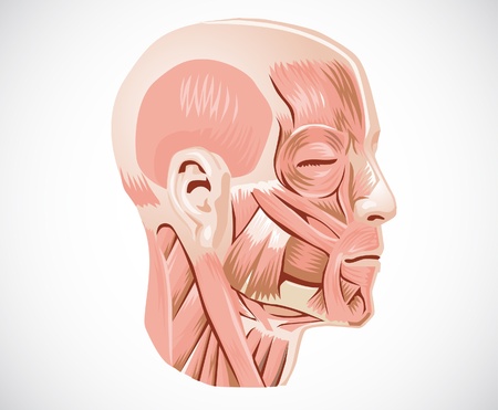 muscles of the headのイラスト素材