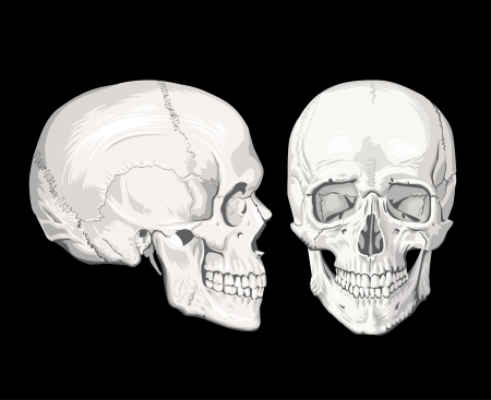 Skullsのイラスト素材