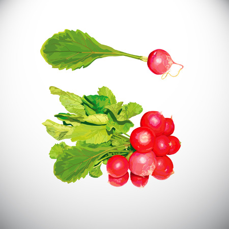 Radish icon on white background, vector illustration.のイラスト素材