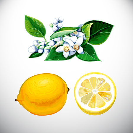 Lemons on white background, vector illustration.のイラスト素材