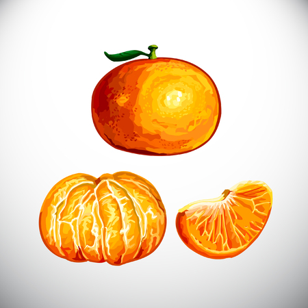 Mandarinのイラスト素材