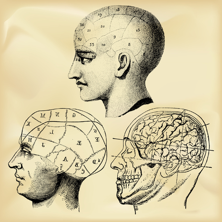 Vintage anatomy illustrationのイラスト素材