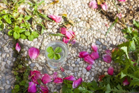 A four leaf clover in a cupの写真素材