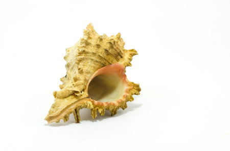 Sea shell