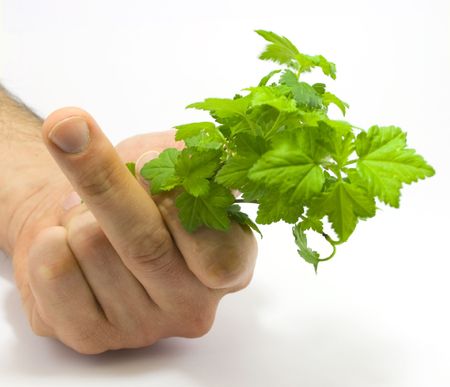 Human hand holding raspberry leaves and signの写真素材
