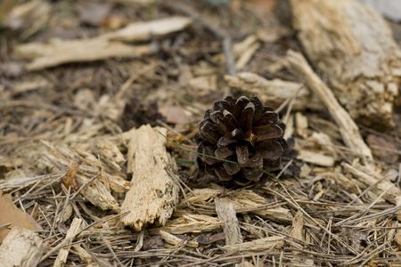Pine cone on the groundの写真素材