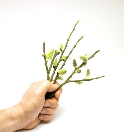 Human hand holding salix branchesの写真素材