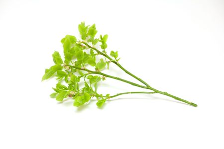 Fresh blueberry branch on white backgroundの写真素材