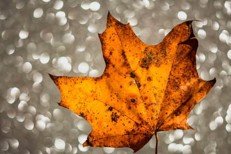 autumn maple leaf on bright bokeh, elegant autumnal decoration