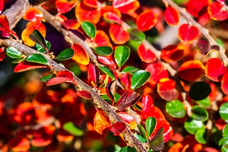 botanical background with selective focus technique of branch with small red and green leaves,...