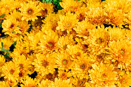 defocused background with yellow flower field, floral design template with copy space for text,...