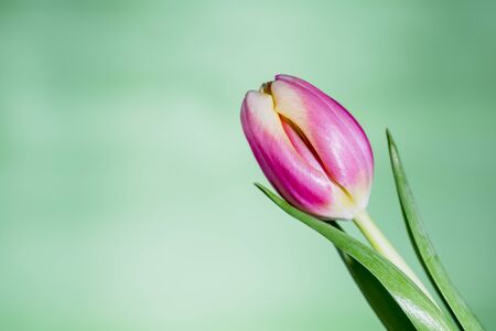 pink tulip on green background, mothers day background with tulip flower and copy space, spring floral card design for woman's day or easter celebrationの写真素材