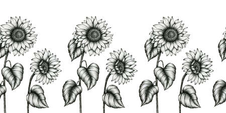 vintage sunflowers seamless border, black and white wildflowers decorative illustration, sunflower ink art, black floral sketch border designの写真素材