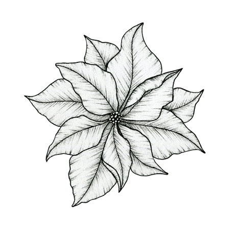 Poinsettia blossom ink drawing isolated on white, beautiful line art floral drawing, Christmas poinsettia flower art, black floral sketchの写真素材
